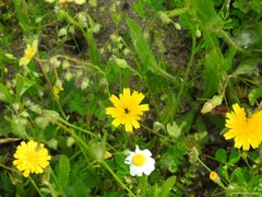 Leontodon longirostris