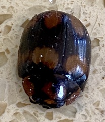 Paropsisterna