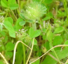 Trifolium cherleri