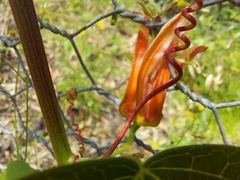 Passiflora herbertiana herbertiana