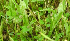 Hypochaeris glabra
