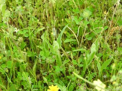 Hypochaeris glabra
