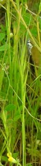 Festuca myuros