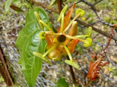Passiflora herbertiana herbertiana