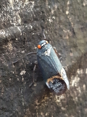 Penthicodes farinosus