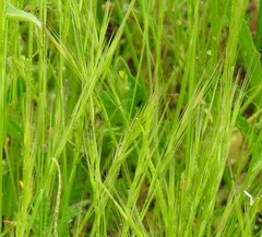 Festuca myuros