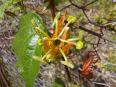 Passiflora herbertiana herbertiana