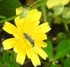 Oedemera lurida
