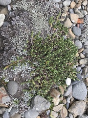 Pimelea carnosa