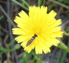 Sphaerophoria scripta