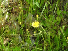 Hypochaeris glabra
