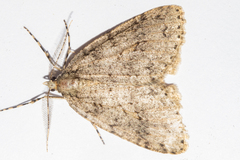 Pseudocoremia rudisata ampla