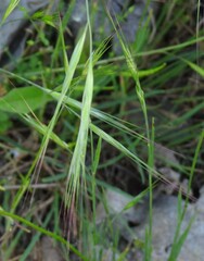 Bromus diandrus