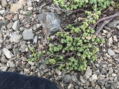 Pimelea carnosa