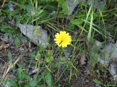 Sphaerophoria scripta