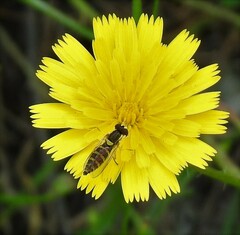 Sphaerophoria scripta