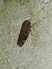 Xestocephalus