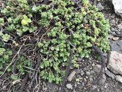 Pimelea carnosa