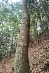 Abies alba