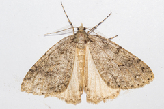 Pseudocoremia rudisata ampla