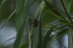 Aristobia reticulator