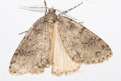 Pseudocoremia rudisata ampla