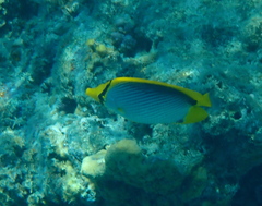 Chaetodon melannotus
