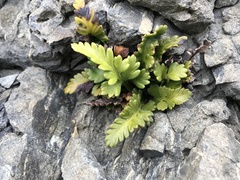 Asplenium appendiculatum maritimum