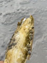Balanomorpha
