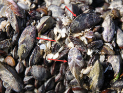 Brachidontes rodriguezii
