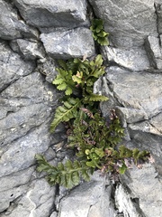 Asplenium appendiculatum maritimum