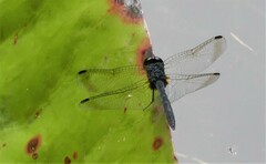 Diplacodes lefebvrii