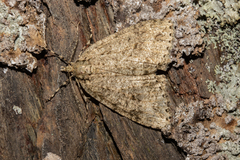 Pseudocoremia rudisata ampla