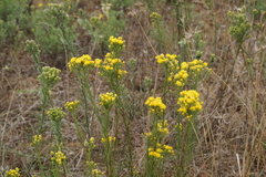 Galatella linosyris