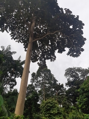 Sterculia