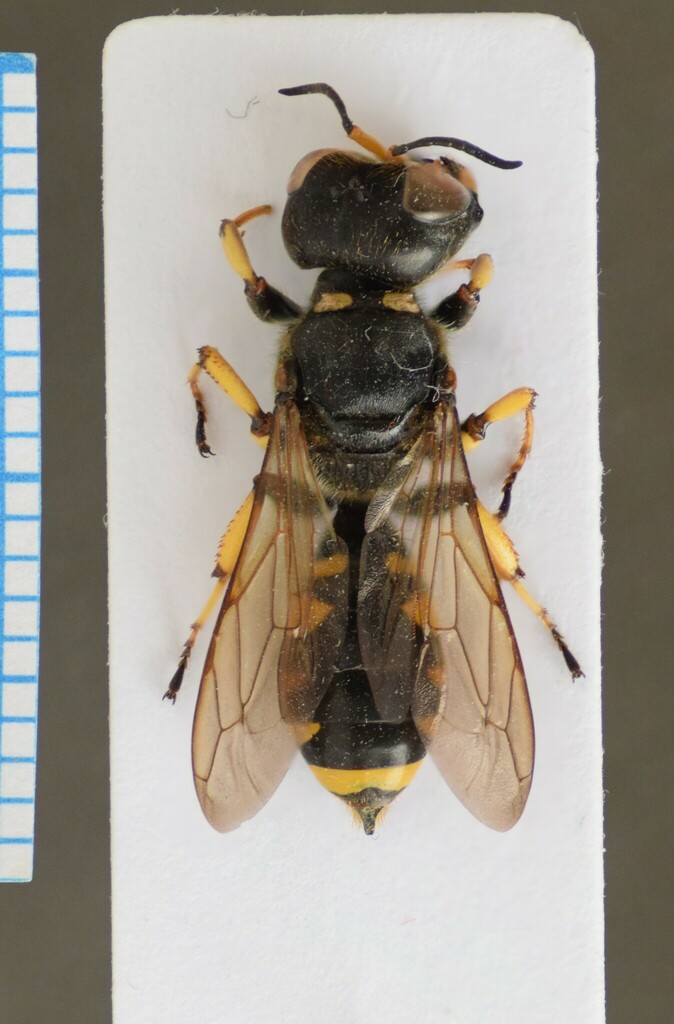 Ectemnius fossorius