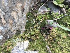 Crassula moschata