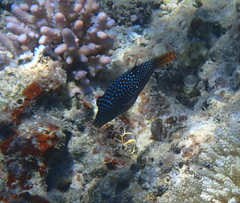 Canthigaster solandri