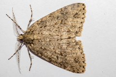 Pseudocoremia rudisata ampla