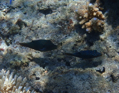 Canthigaster solandri