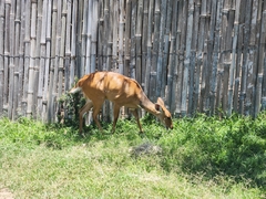 Tragelaphus sylvaticus