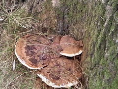 Ganoderma resinaceum