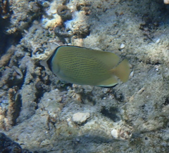 Chaetodon citrinellus