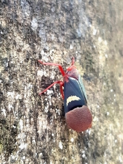 Scamandra daphne