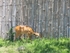 Tragelaphus sylvaticus
