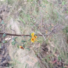 Pultenaea scabra
