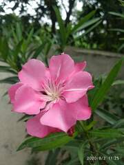 Nerium oleander