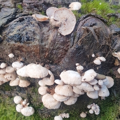 Panellus pusillus