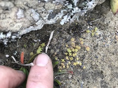 Crassula moschata
