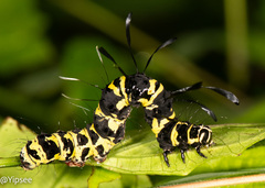 Tinolius eburneigutta